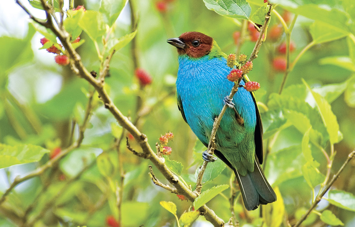 Bay-headed Tanager (Tangara gyrola), is a resident breeder, photographed in the region of Osa Peninsula of Costa Rica.